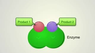 عمر و عمل آنزیم. زیست دهم