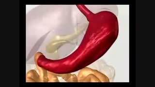 هضم و گوارش سه نوع ماده غذایی: پروتئین. کربوهیرات ساده و پیچیده./ زیست دهم