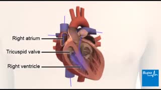 کلیپ بسیار عالی. گره های عصبی قلب. جریان الکتریکی قلب. ضربان قلب. رگ ها (سیاهرگ و سرخرگ های متصل به) قلب.  زیست دهم