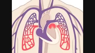 کلیپ عالی. گردش خون ریوی. ارتباط بین قلب و ریه. زیست دهم