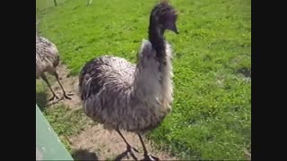 emu - part 2