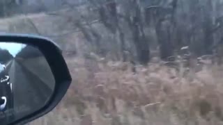 ترس ببر از راسو