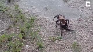 جدال مرگ و زندگی