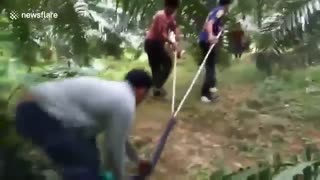 نبرد دو مار / کدام برنده خواهد شد؟