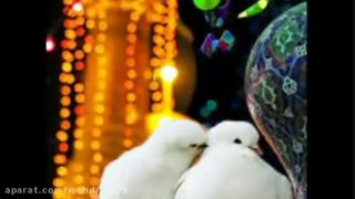 حامد محضر نیا-سلام امام رضا Emam REza- فوتوکلیپ