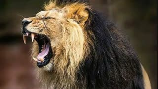 موزیک جدید گروه وانبکس (پیشبینی)