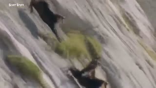 حمله عقاب به انسان و حیوانات