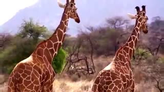 بزرگترین حیوان قد بلند جهان را ملاحظه فرمایید