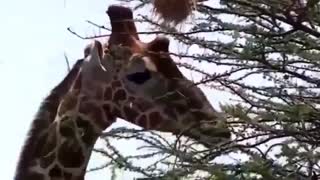 ویدئوی بلند قدترین حیوان جهان را ملاحظه فرمایید