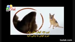 ُسگ ژرمن شپرد و هرچی که لازمه بدونید - لولاک