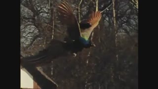 پرواز زیباترین طاوس دنیا