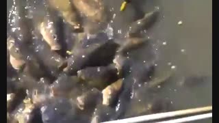 اموزش پرورش ماهی کپور