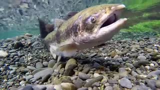 زیباترین فیلم ویدئویی مستند از ماهی شناخت و شنای ماهی ازادکه یک تحقیق علمی جامع  ماهی شناسی است هم خانواده قزل الا