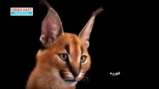 عکس های برتر 2017 به انتخاب نشنال جئوگرافی