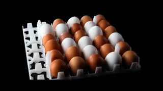 نکات کلیدی در دوران جوجه کشی