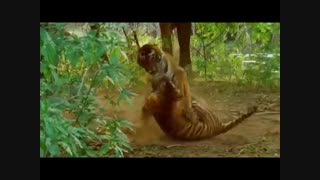 حیات وحش ببر