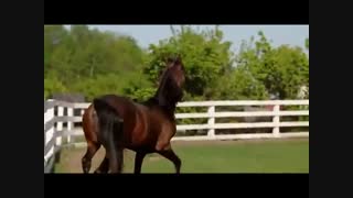 فیلم مستند  فوق العاده زیبا از زیباترین حیواناتی که خداوند خلق فرموده است   FULL HD