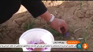برداشت زعفران استان اصفهان -  ایران