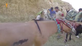 مستند کوتاه «قاطرچی»