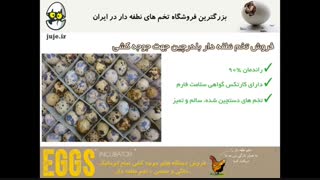 تخم نطفه دار بلدرچین تازه و با کیفیت در juje.ir