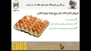 فروش تخم نطفه دار مرغ صد در صد سالم و مرغوب