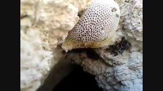 عسل زنبور وحشی کوپال