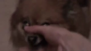 کاور Slipknot - Before I forget توسط حیوانات