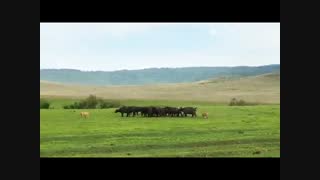 مستند حمله عجیب 2 شیر به گله بوفالو و در نهایت شکار بچه بوفالوی نازنین در حیات وحش افریفا و  کشور تانزانیا