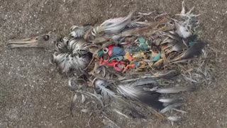 پرندگانی که با خوردن پلاستیک می‌میرند