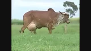 گاو نژاد شیری