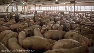 چرا اسلام گوشت خوک رو حرام کرده؟ مضرات وحشتناک گوشت خوک