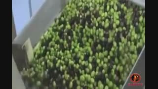 روغن زیتون زرین تالیا