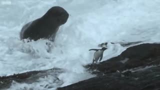 شکار پنگوئن توسط فک های آبی