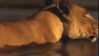 فیلم مستند حیات وحش افریقا  hd