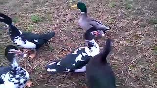 زیباترین اردکها