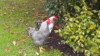 صدای زیباترین خروسهای جهان با کیفیت hd