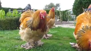 خروسهای گوشتی