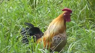 دوستداران زیبایی خلقت الهی زیباترین خروسها و صداهایشان را ببیند و بشوند کیفیت hd