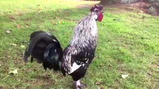 ویدئوی  زیبا ترین صداها و زیباترین خروسهای جهان با کیفیت hd