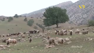 مستند فرهنگ و طبیعت ایران- کهبنگ-6