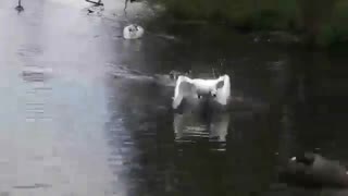 پرورش غاز و اردک