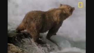 ماهیگیری خرس