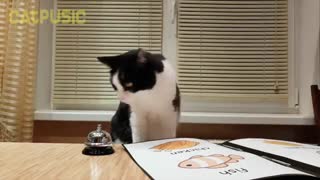 وقتی گربه ها میرن رستوران