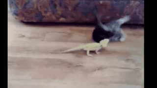 گربه چه قد خوف کرد ...