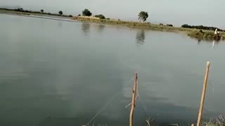 ماهیگیری کپور  دریاچه