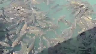 پرورش متراکم کپور ماهیان و غذا دادن به دنیای کپور ماهیان ( سود فراوان پرورش کپور برای علاقمندان در حد توان در خدمت هستم)