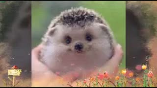 موزیک ویدیو