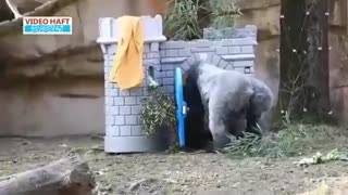 به حیوانات باغ‌وحش اسباب‌بازی بدهید