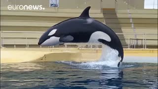 «ویکی» نهنگ قاتلی که قادر است سخنان انسان را تقلید کند