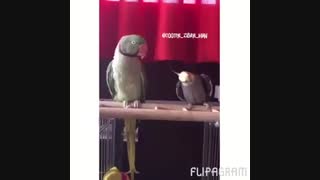 رخسیدن طوطی عروس  و رخ نشون دادن به طوطی ملنگو